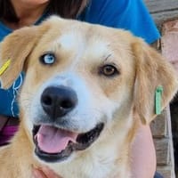 ROMY-wunderschöne, liebevolle Hündin, Hündin zur Adoption