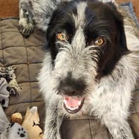 Melenios - sanfter Herzensdieb, Hund zur Adoption