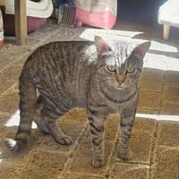 ***LIV - sanfte Seele!***, Katze zur Adoption