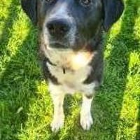 Samu - Lustiger Jungspunt sucht Dich, Hund zur Adoption