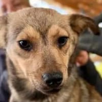 FLO-hübscher, bezaubernder Jung-Rüde, Hund zur Adoption