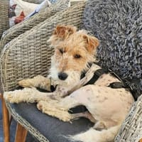 Abby - charmante Terrier-Dame...., Hündin zur Adoption