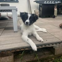Zaubermaus ❣Mandy❣ sucht ihre Menschen, Hündin zur Adoption