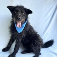 Birs -Fröhlicher Kuschelhund, Hund zur Adoption