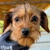 ANTONELLA-zuckersüße Jung-Hündin, Hündin zur Adoption
