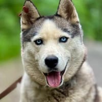 JOKER - charmant und klug, Hund zur Adoption