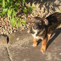 Verschmuste Leni🌺 sucht liebes Heim, Hündin zur Adoption