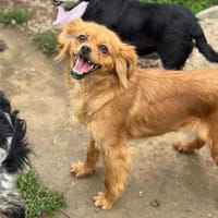 Pekinesen-Mix-Mädchen ADABELLE ❤💚, Hündin zur Adoption