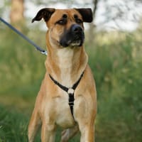 Namira - will endlich ankommen!, Hündin zur Adoption