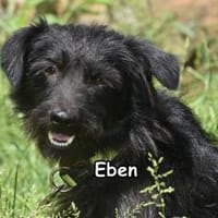 EBEN, Hund zur Adoption