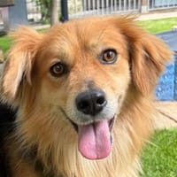FLICK-ein echter Hingucker Rüde, Hund zur Adoption