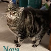 Nova - sucht liebes Für-immer-Zuhause, Katze zur Adoption