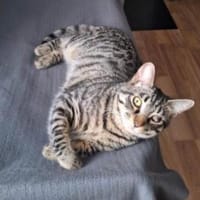 FENIX sucht dringend ein neues Zuhause, Kater zur Adoption