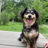 Cosima sucht ihr Für immer Zuhause, Hündin zur Adoption