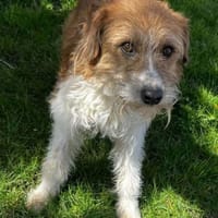 Thor 43 cm 6-8 Jahre, Hund zur Adoption