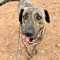 Kira, Hündin zur Adoption