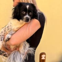 Milky - Zuhause gesucht, Hündin zur Adoption
