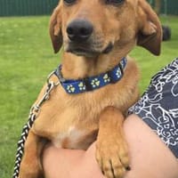 Finley (zur Pflege in 59423 Unna), Hund zur Adoption