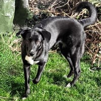 Nera, Hündin zur Adoption