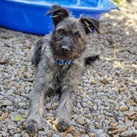 Schnauzer Mix  Hündin 38 cm 8 mon., Hündin zur Adoption