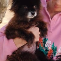 Teddy...Nerina, Hündin zur Adoption