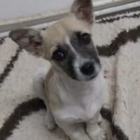 Amelie 20 cm (Mai 26) Pflegestelle, Hündin zur Adoption