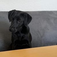 ✨ Sandy sucht ihr Für-immer-Zuhause, Hündin zur Adoption