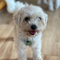 Pihe von kettenlos, Hündin zur Adoption
