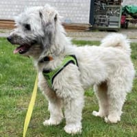 Bingo von kettenlos, Hund zur Adoption