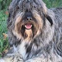 Hübsche Gina, anfangs schüchtern (E), Hündin zur Adoption