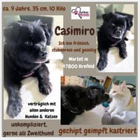 Casimiro sucht sein Zuhause, Hund zur Adoption