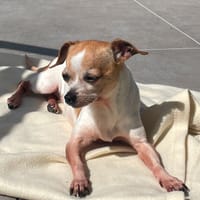 PIPA, chienne à adopter