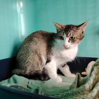 SIMON, chat à adopter
