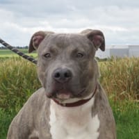 OSLO, chien à adopter
