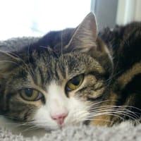 GALLIE, chatte à adopter