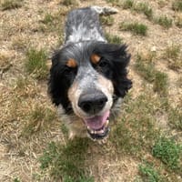 IRUN, chien à adopter