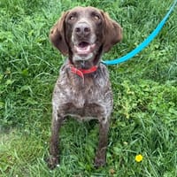 Leila, chienne à adopter