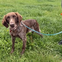 Leila, chienne à adopter