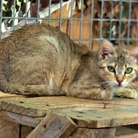 Bayla, chatte à adopter