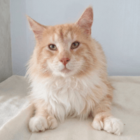 VARUS CHA, chat à adopter