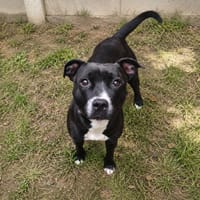 Shaka CAA15393, chienne à adopter