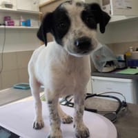 MARSU QCN, chien à adopter