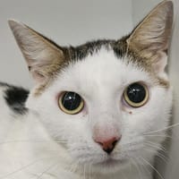 Chamouraï, chat à adopter