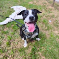 VERA VAA, chienne à adopter