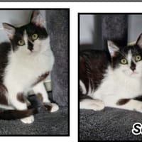SODA, chat à adopter
