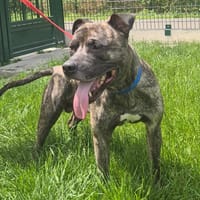 DIABLO, chien à adopter