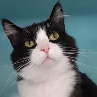 Ksusha, chatte à adopter
