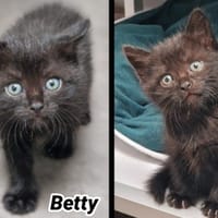 BETTY, chatte à adopter