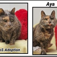 AYA (Réservée), chatte à adopter