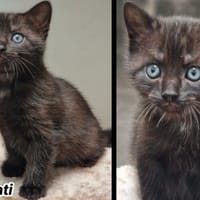 BASMATI, chatte à adopter